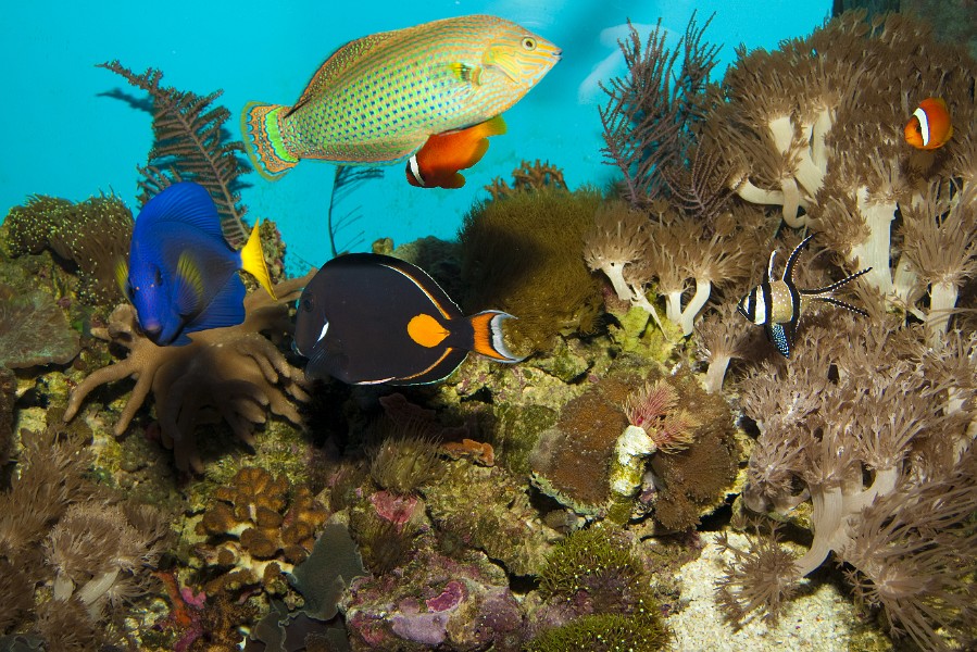 Colorfull Coral Reef Fishes in Aquarium Landscape